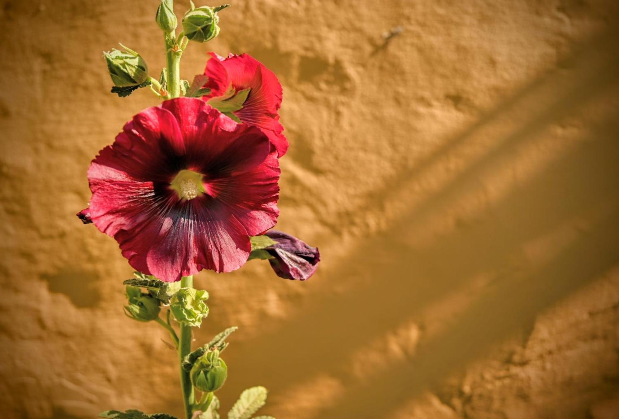 Cabaña Kenty Wasy Villa Humahuaca Exterior foto